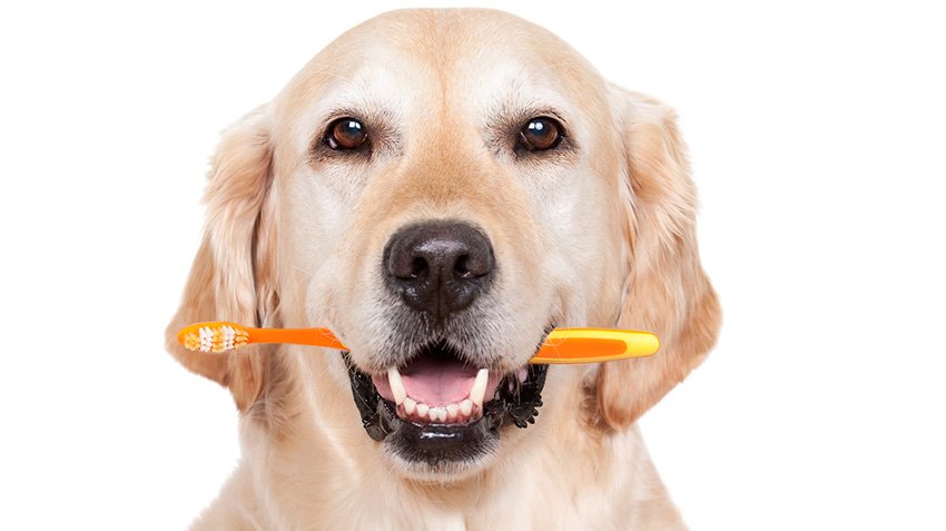 dog with brush in the mouth